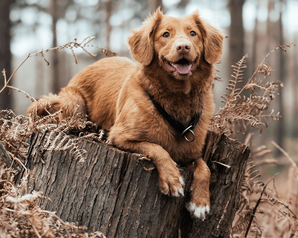 A happy brown haired dog lying on a tree stump waiting patiently until called