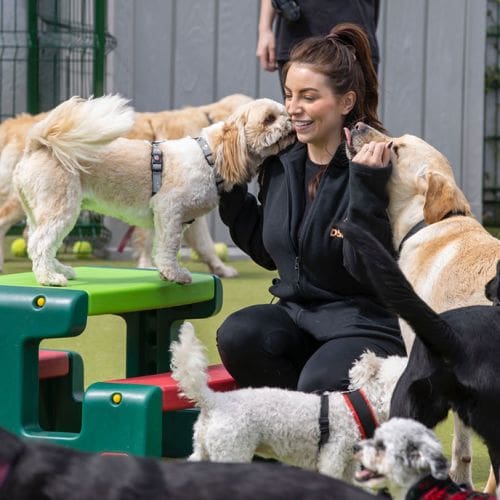 DSPCA Pet hotel staff member getting kissed and licked by multiple happy dogs during doggie daycare