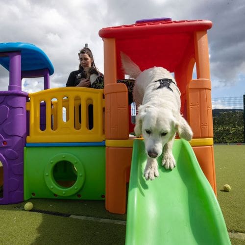 Dogs using the slide area during a daycare session