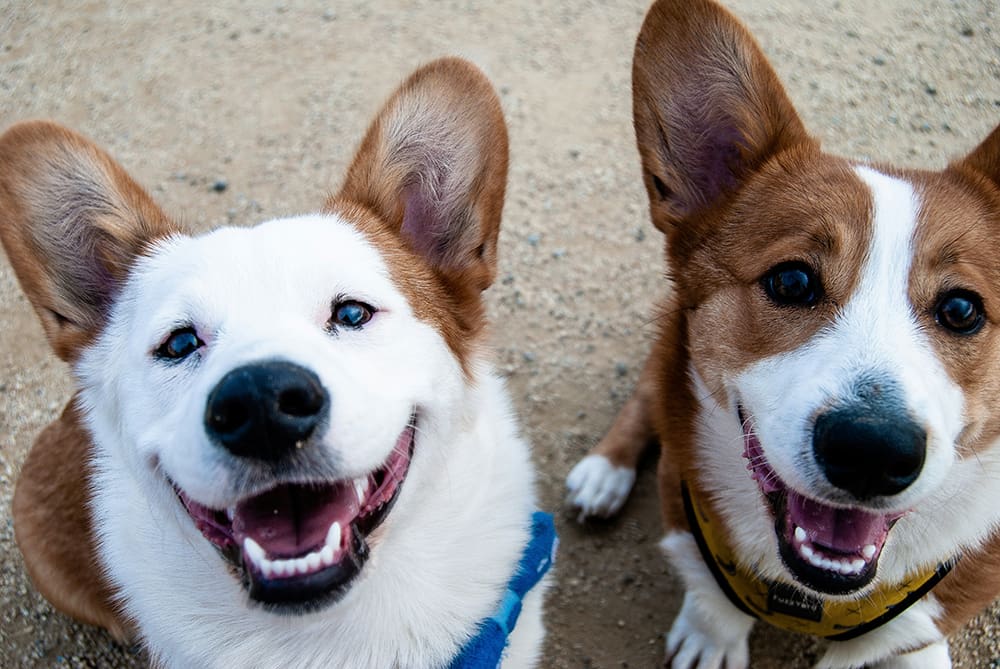 two happy corgis sitting and looking up at the camera