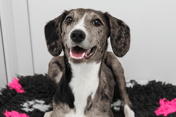 Happy dog hotel resident