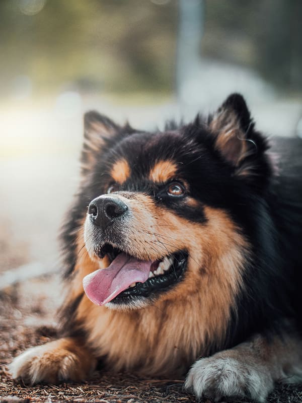 a very happy dog at heel