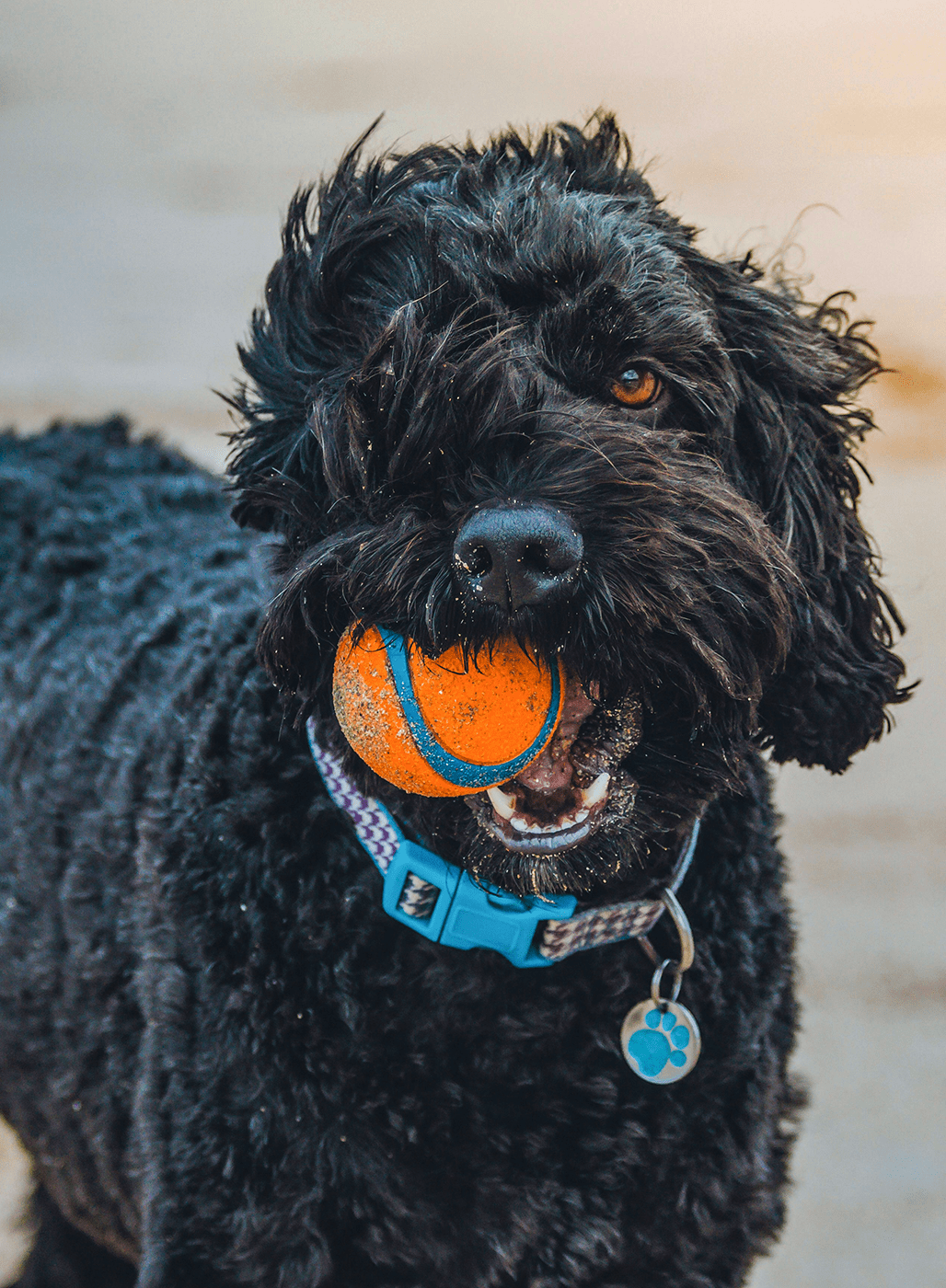 A Happy black curly-haired dog with an orange ball