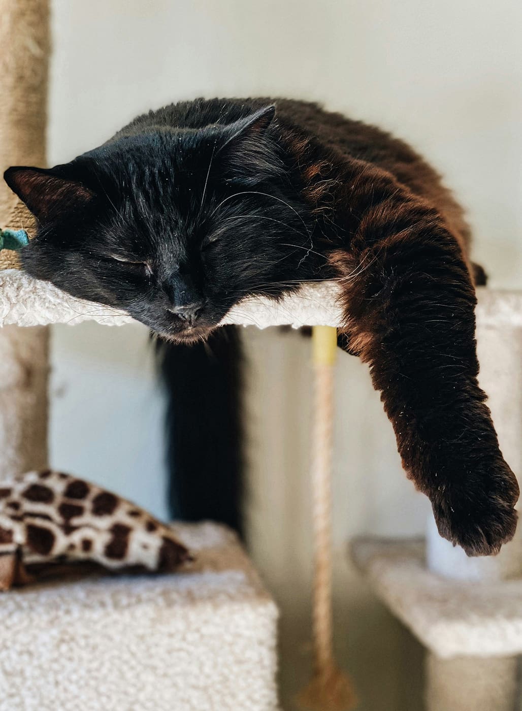 A black cat asleep on a cat platform with one arm hanging down