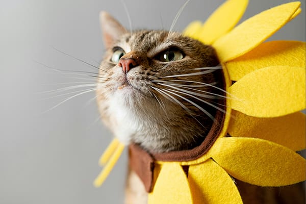 a cat wearing a silly sunflower costume