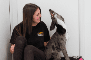 a dog getting a cuddle from DSPCA Pet hotel staff