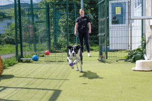 a dog playing fetch with a DSPCA Pet hotel staff member