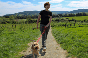 a happy dog getting a walk from a DSPCA Pet hotel staff member